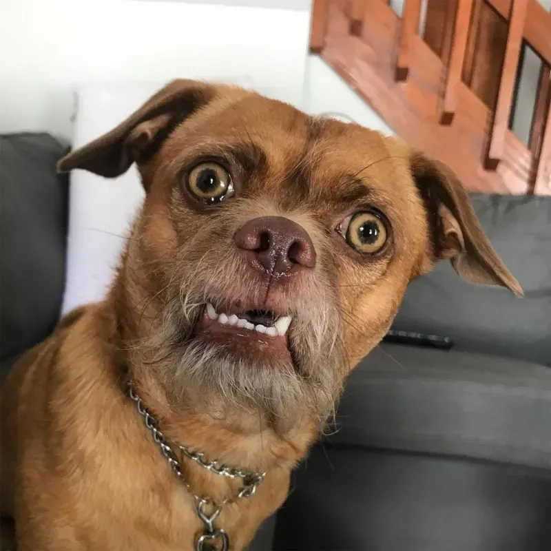 Hình nền chó meme siêu cute sẽ khiến màn hình của bạn trở nên sống động và vui nhộn hơn.