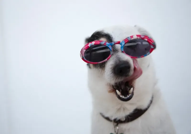 Meme chó husky với những biểu cảm ngây ngô và đáng yêu mang đến tiếng cười sảng khoái cho mọi người.