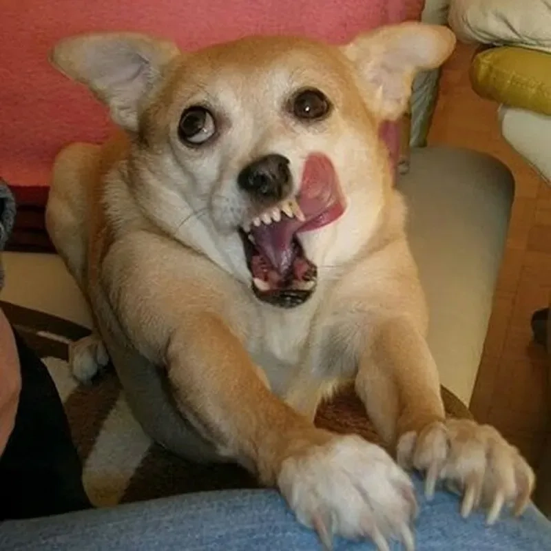 Meme xạo chó siêu hài hước, với những biểu cảm đầy 
