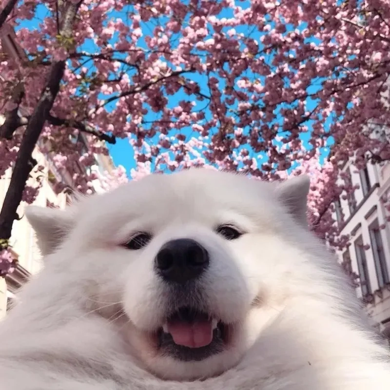 Meme chó ôm đầu sẽ là những khoảnh khắc thú vị, giúp bạn giải trí mỗi khi căng thẳng.