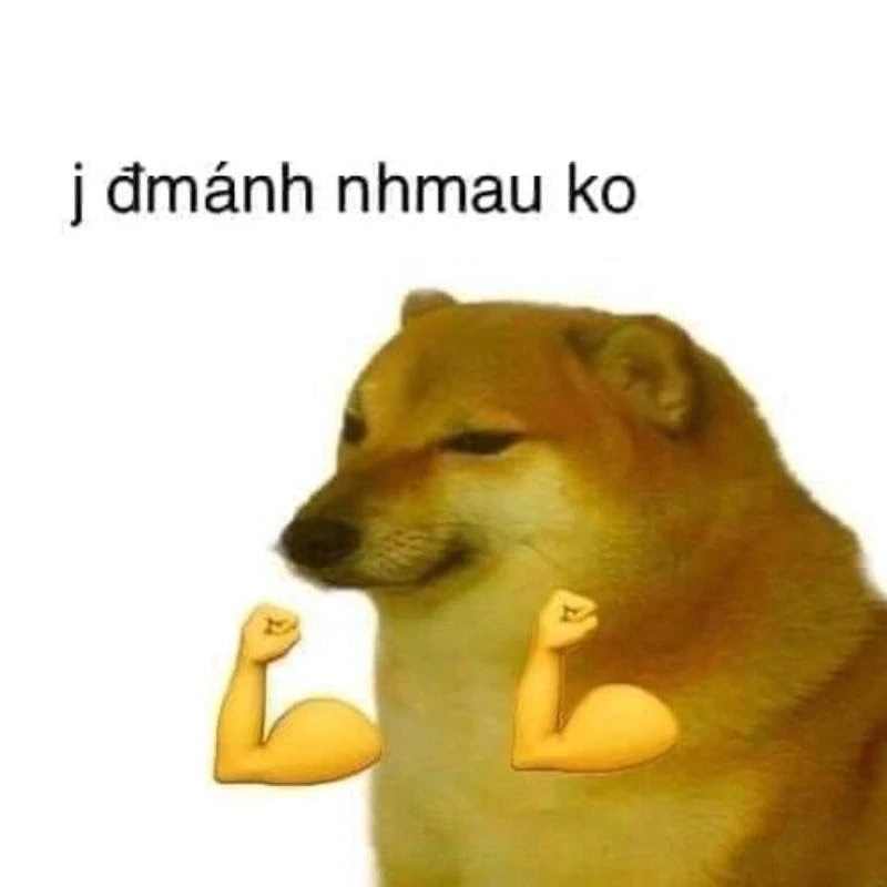 Meme mèo tức giận với ánh mắt sắc lẹm, không ai dám chọc.