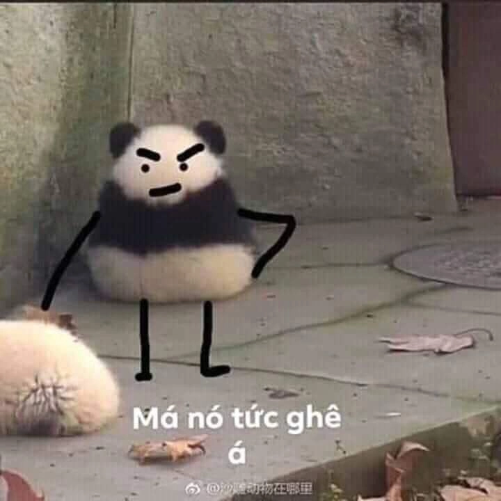 Ảnh mèo cute meme giận dỗi cực kỳ hài hước và đáng yêu.