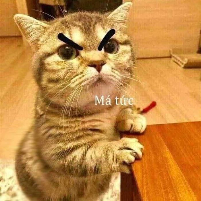 Mèo tức giận meme là sự kết hợp hoàn hảo giữa sự đáng yêu và giận dữ.