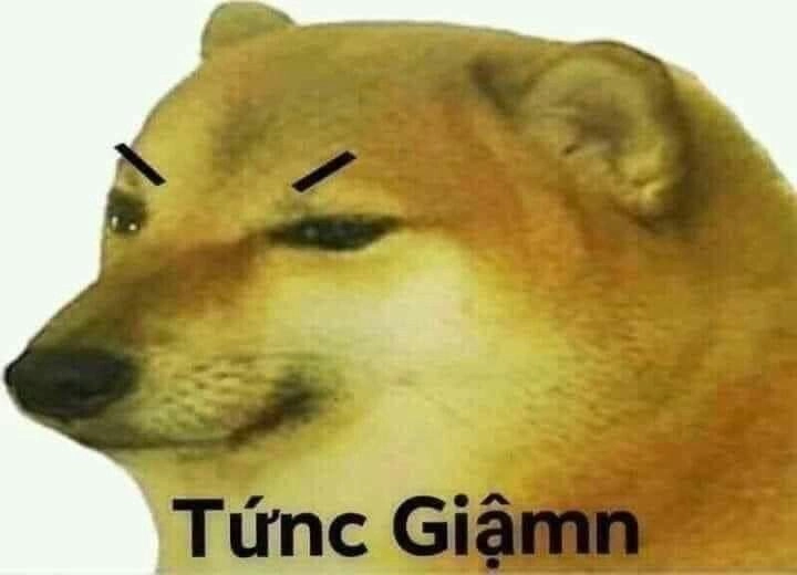 Mèo giận meme khiến ai cũng phải bật cười với biểu cảm cực kỳ thú vị.