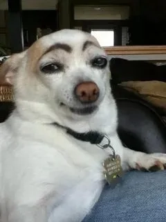 Cùng xem ngay đội quần hài hước cute ảnh người que meme cực kỳ vui nhộn!