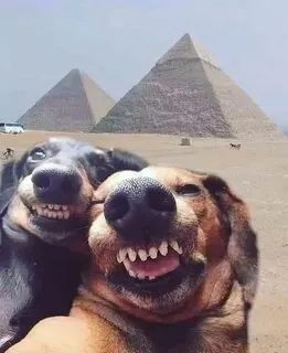 Những meme hài bựa này sẽ khiến bạn phải cười ngất ngây!