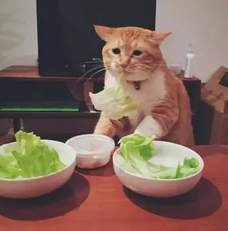 Ảnh meme mèo cute với những khoảnh khắc ngọt ngào và đáng yêu chắc chắn sẽ làm bạn 