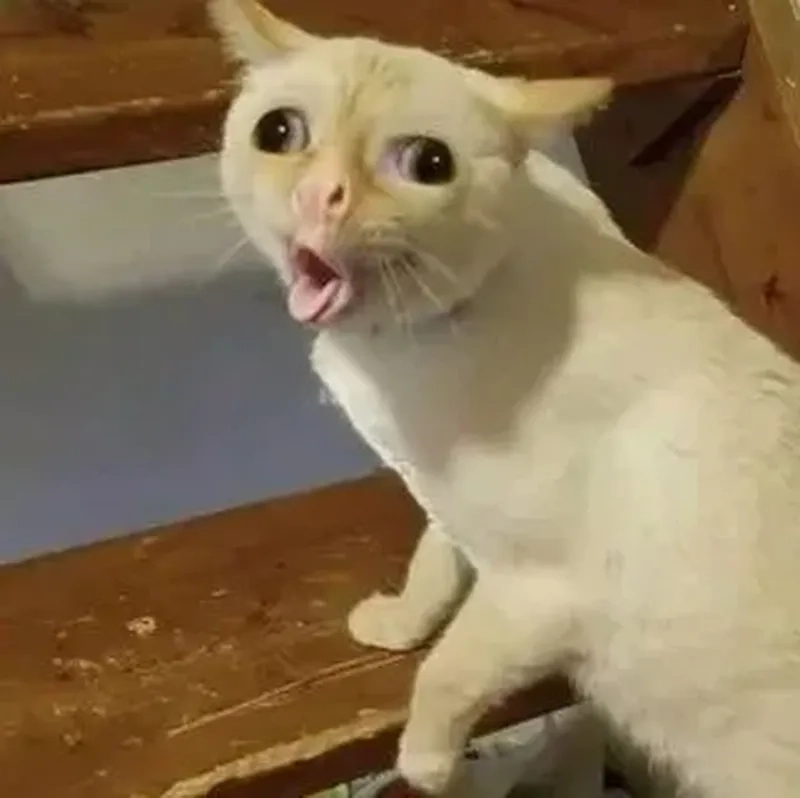 Meme mèo cầm hoa với những biểu cảm dễ thương đầy lãng mạn, khiến bạn phải ngẩn ngơ.