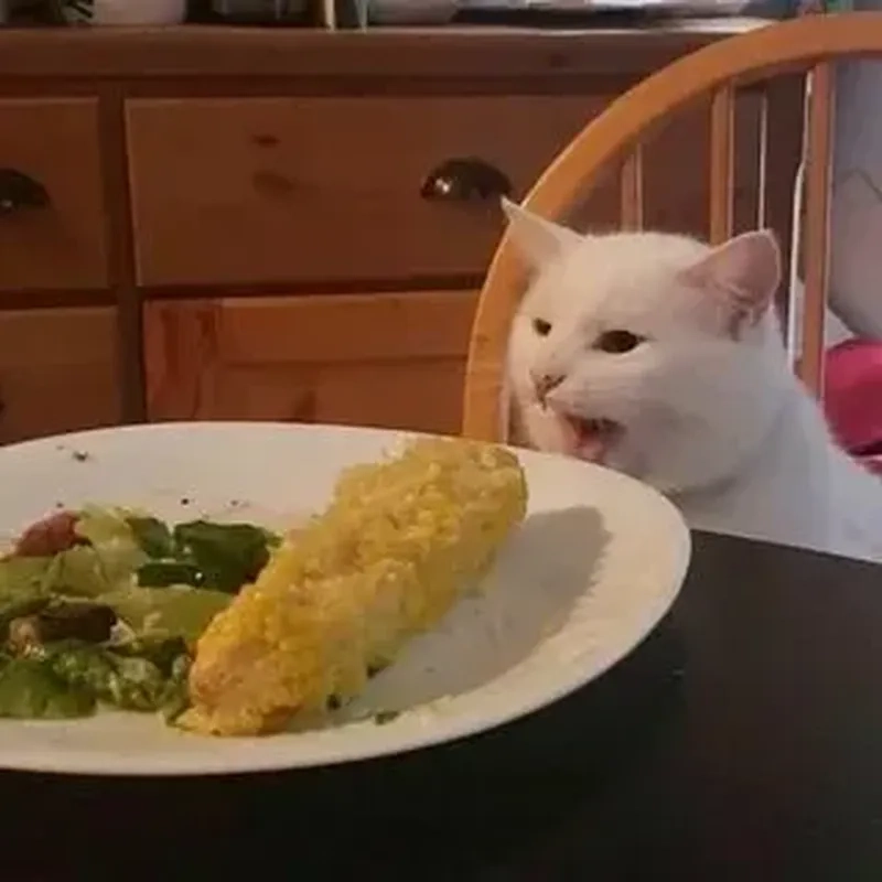 Meme mèo cười đểu với những biểu cảm lạ lùng, hài hước, khiến bạn phải bật cười ngay lập tức.