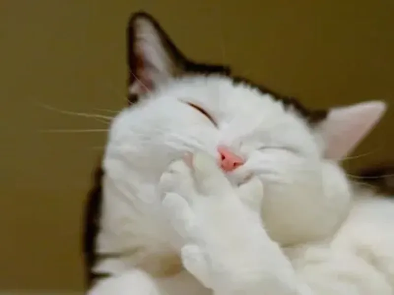 Meme mèo cười nhe răng cực kỳ dễ thương, chắc chắn sẽ khiến bạn không thể nhịn cười.