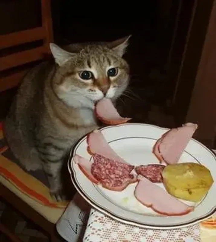Meme mèo Tết với không khí rộn ràng, chắc chắn sẽ mang lại sự vui vẻ cho mùa lễ hội của bạn.