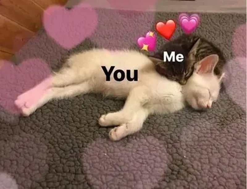 Ảnh mèo meme cute với các biểu cảm ngọt ngào khiến bạn phải cười ngất ngay lập tức.