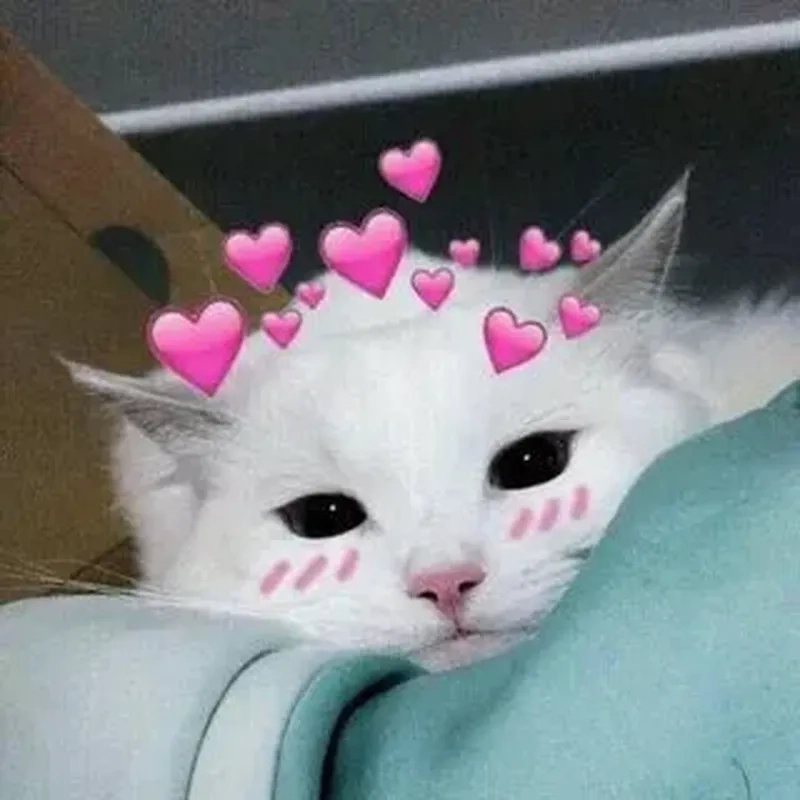 Cười thả ga với ảnh chế meme mèo bựa, những biểu cảm cực kỳ hài hước và đáng yêu!