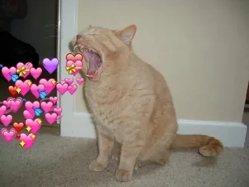 Meme mèo like với hành động dễ thương và biểu cảm ngộ nghĩnh khiến bạn không thể rời mắt!