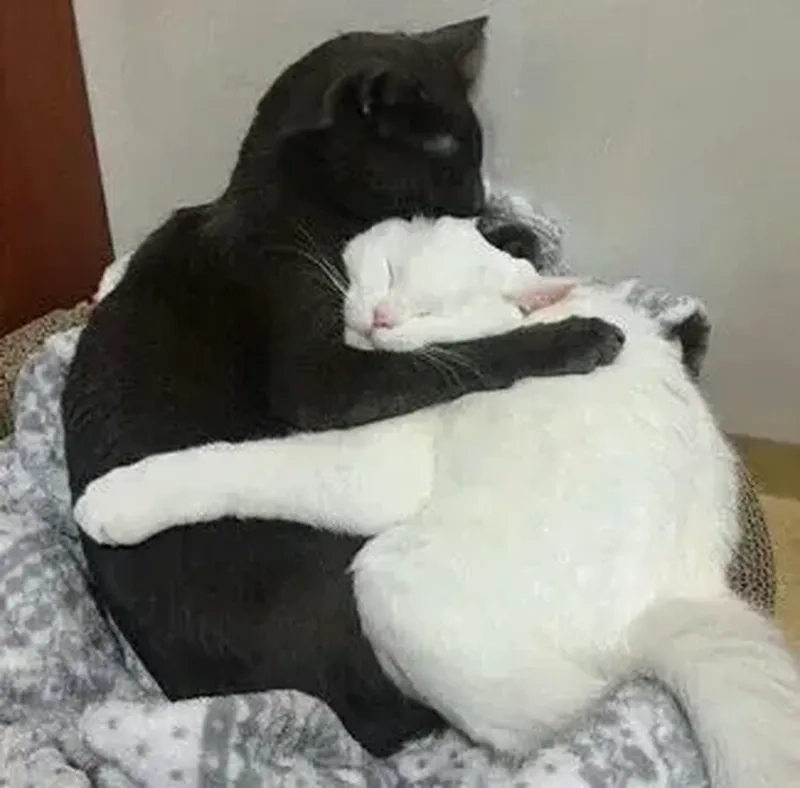 Meme chó mèo vui nhộn với những tình huống hài hước, giúp bạn thư giãn và xua tan căng thẳng.