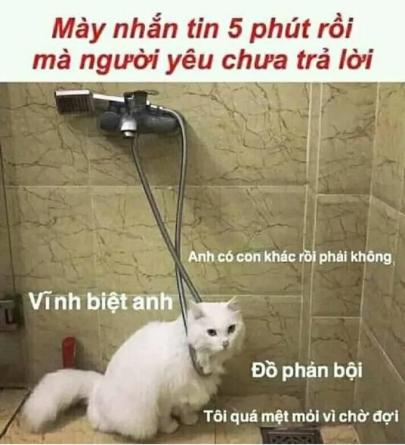 Ảnh mèo meme xin lỗi dễ thương khiến bạn không thể không yêu!