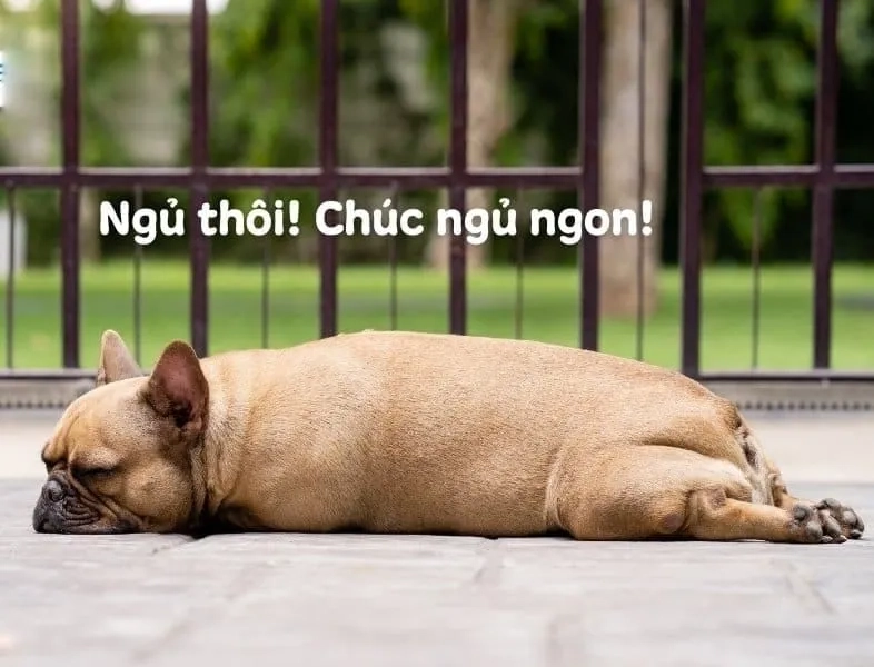 Ngủ đi meme đáng yêu, khiến bạn không thể cưỡng lại mà đi ngủ ngay.