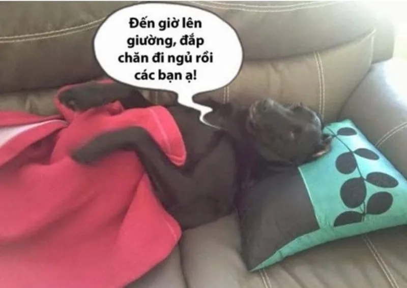 Meme mới ngủ dậy siêu dễ thương, ai nhìn cũng phải bật cười.