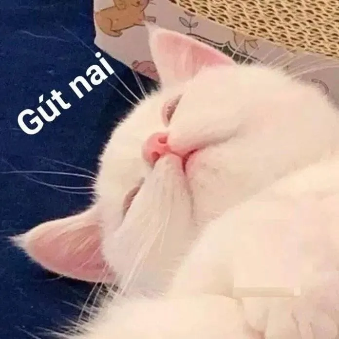 Meme mèo buồn ngủ dễ thương, khiến bạn muốn ôm ngay lập tức.