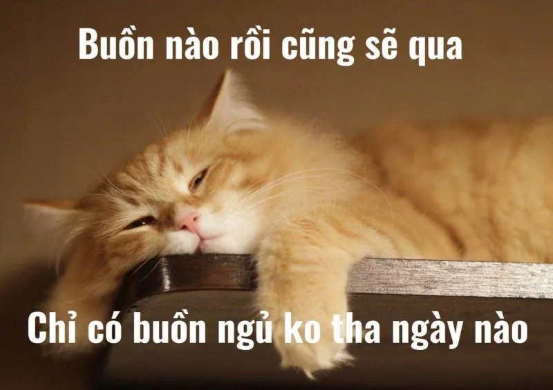 Mèo ngủ meme cực dễ thương, khiến ai cũng muốn ngủ cùng mèo.