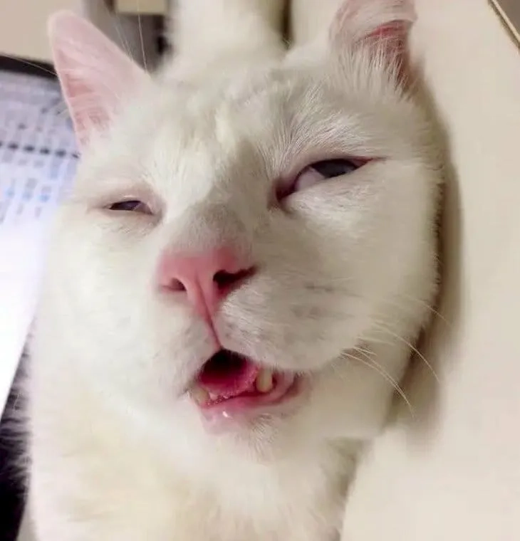 Meme mèo đi ngủ dễ thương, ai cũng muốn cùng mèo đi ngủ.