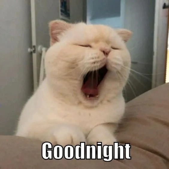 Meme đi ngủ cute siêu dễ thương, bạn sẽ không thể cưỡng lại.