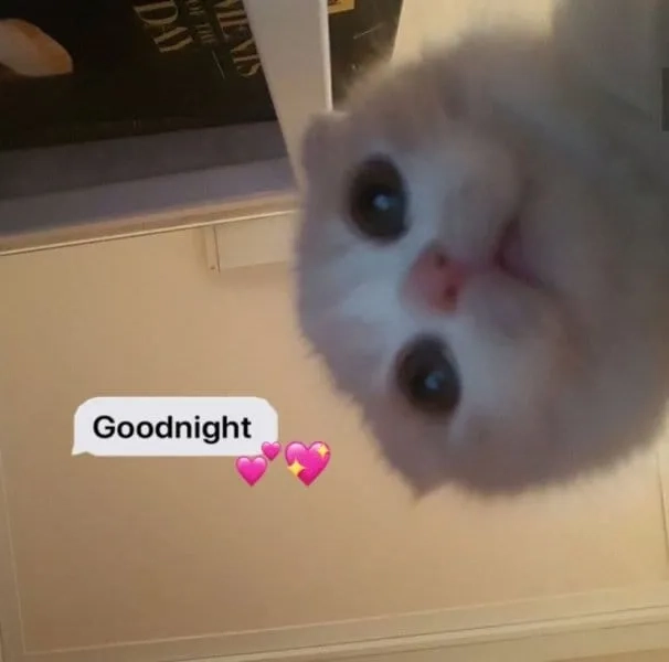 Chúc ngủ ngon meme cute dễ thương, khiến bạn muốn ngủ ngay.