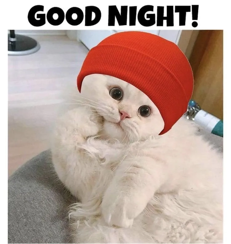 Mèo meme ngủ dễ thương, khiến bạn muốn ngủ cùng mèo ngay.