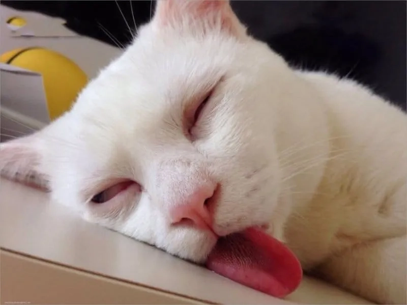Meme ngủ đi dễ thương, ai cũng muốn đi ngủ theo ngay.
