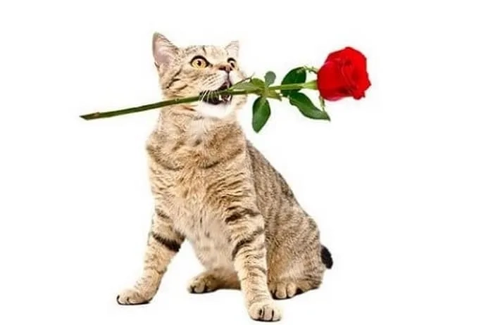 Meme ảnh tặng hoa cute là món quà ngọt ngào cho mọi người.