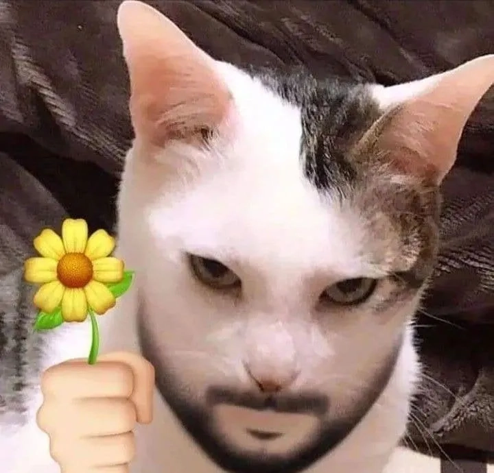 Mèo tặng hoa meme ngọt ngào khiến trái tim ai cũng tan chảy.