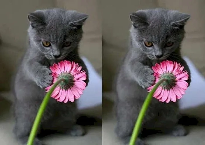 Cute meme mèo tặng hoa đáng yêu, món quà tình cảm cho ai đó.