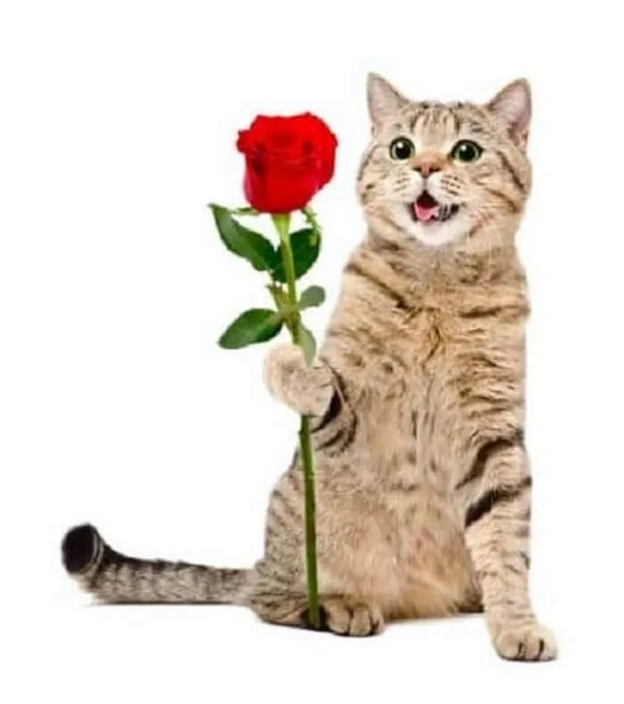 Ảnh meme con mèo tặng hoa thể hiện sự dễ thương và tình cảm chân thành.