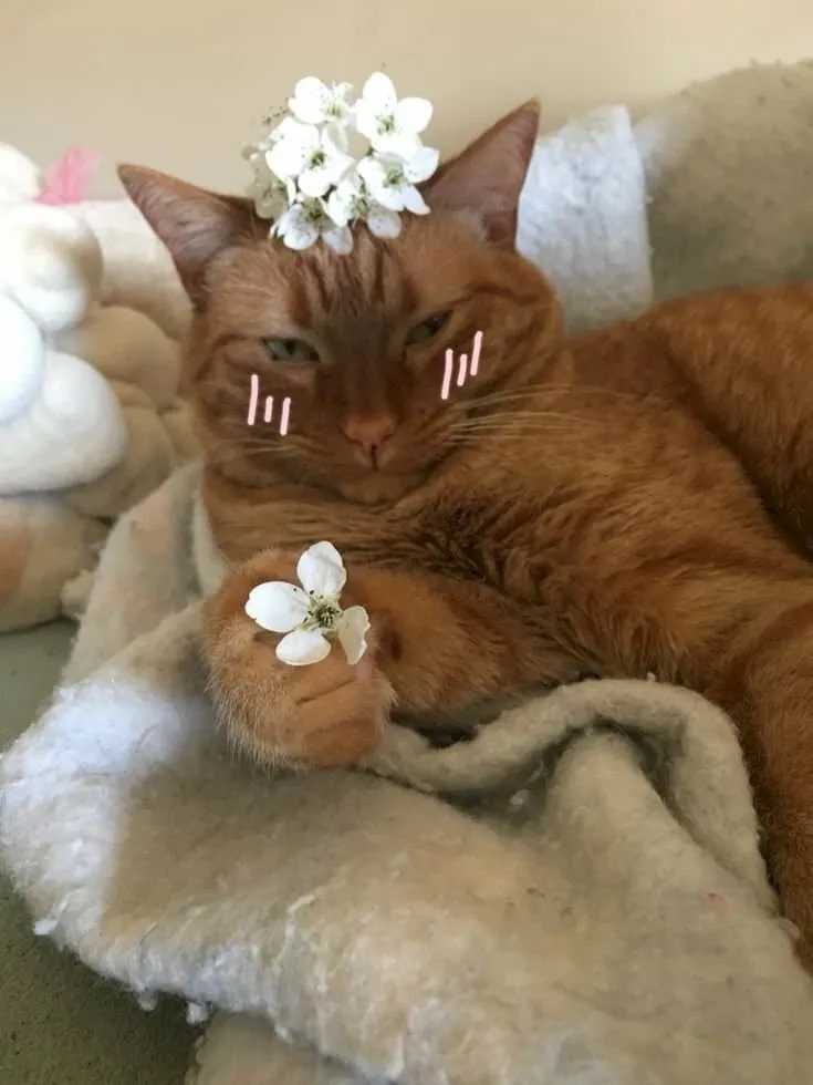 Tỏ tình crush cute meme tặng hoa thể hiện tình cảm chân thành, dễ thương.