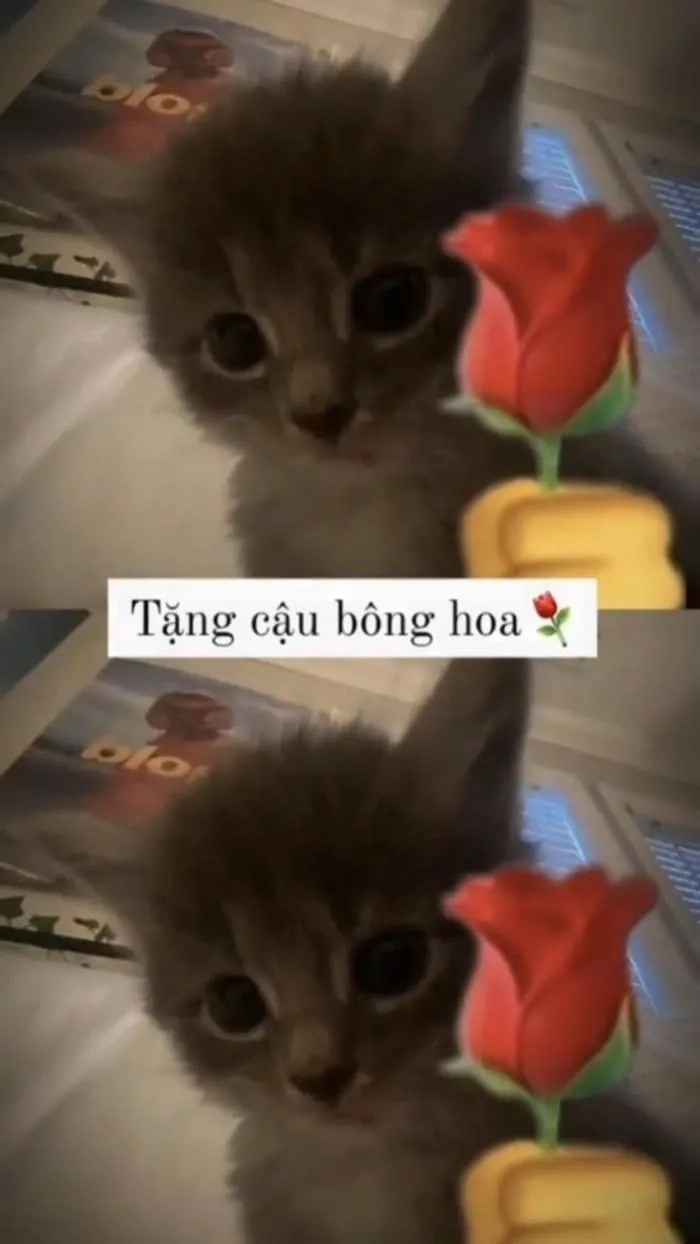 Meme chó tặng hoa thể hiện sự đáng yêu và tình cảm chân thành.