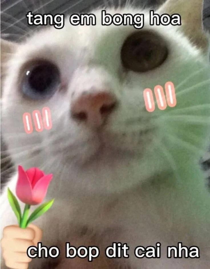 Meme tặng hoa 20 10 là cách tuyệt vời để bày tỏ sự kính trọng với phái nữ.