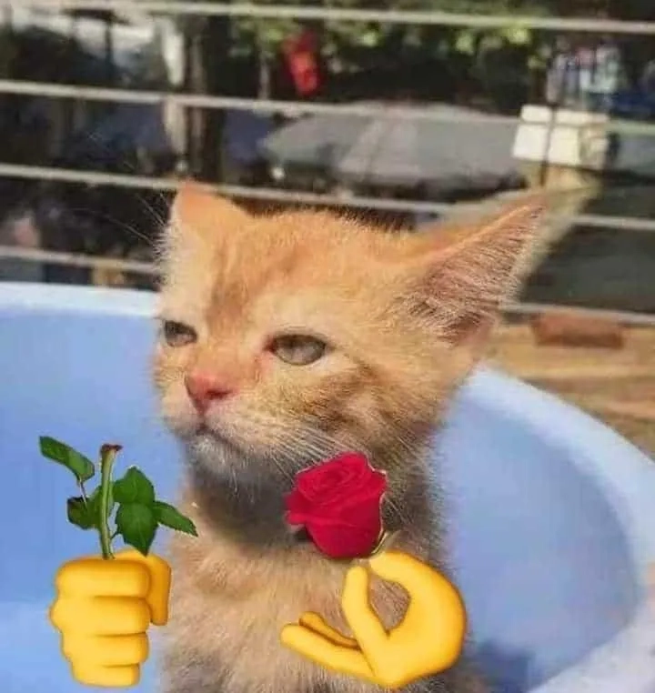 Meme mèo tặng trái tim là một cách dễ thương để gửi lời yêu thương.