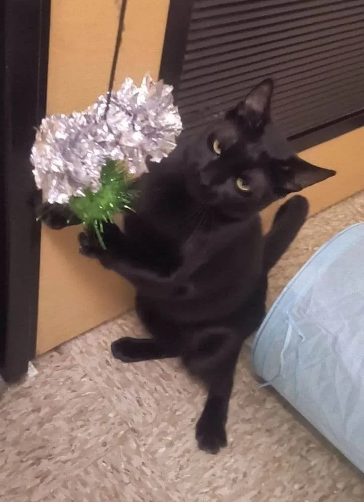 Hình ảnh mèo cute meme tặng hoa gửi gắm những yêu thương giản dị.