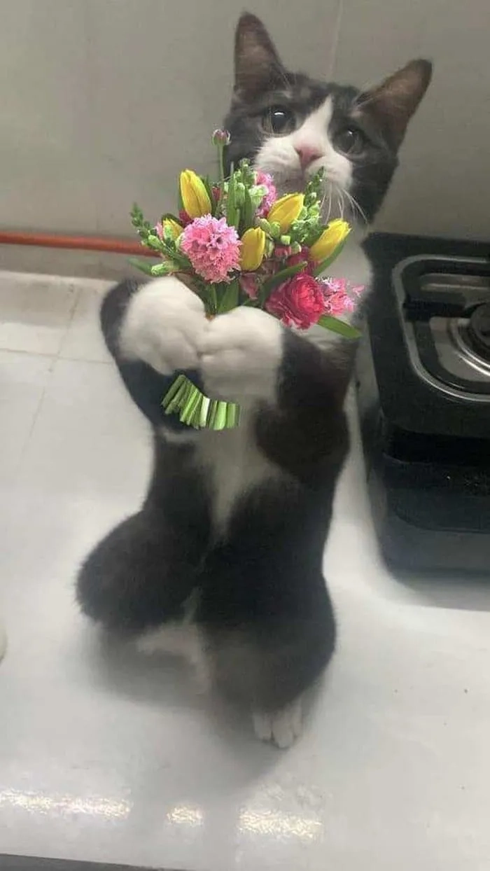 Tặng trái tim meme là cách tuyệt vời để gửi gắm tình cảm đến người thân yêu.
