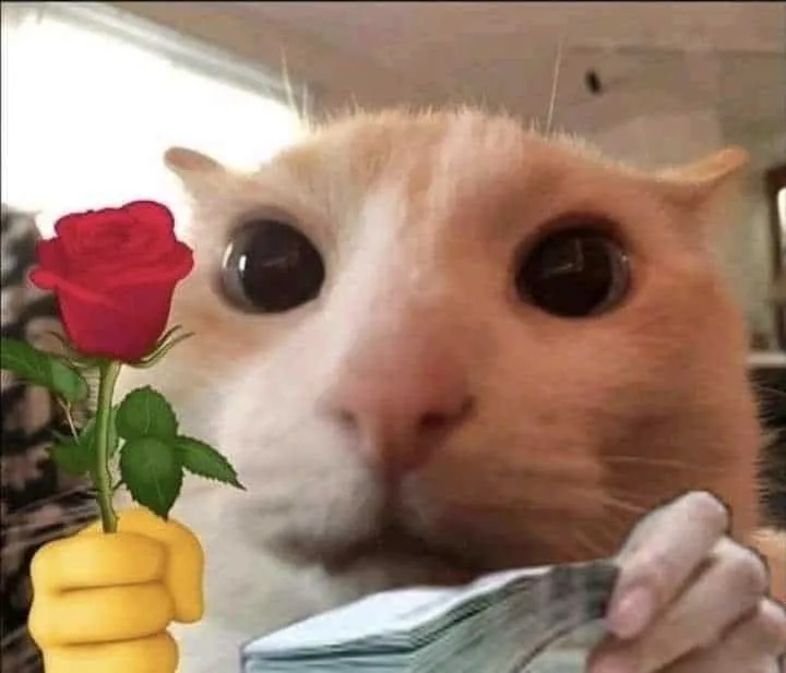 Trái tim meme mèo cute là món quà tình cảm khiến ai cũng phải mỉm cười.