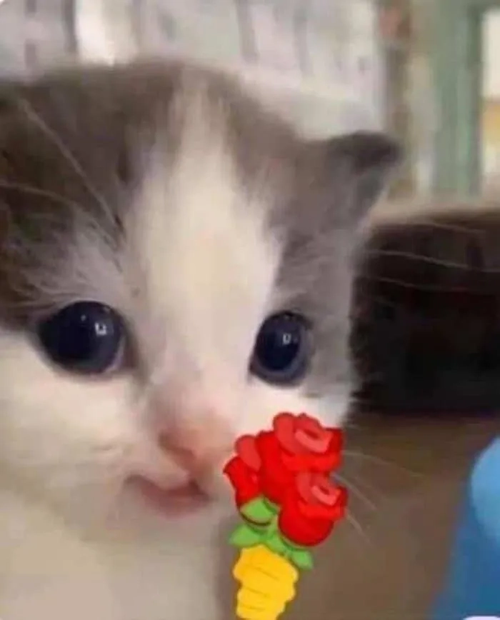 Meme mèo tặng nhẫn là biểu tượng của tình yêu bền chặt và sự chân thành.