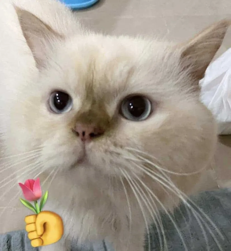 Meme ảnh mèo tặng nhẫn thể hiện tình yêu mãnh liệt trong những hình ảnh ngọt ngào.