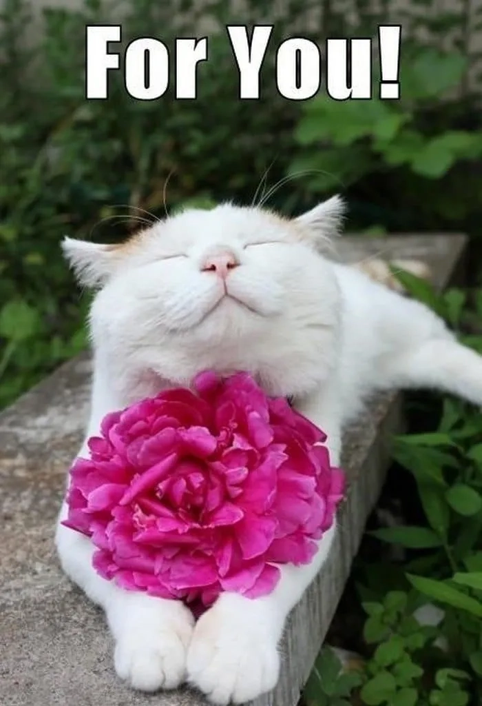Tặng kẹo meme ngọt ngào, mang lại niềm vui và sự vui vẻ cho người nhận.