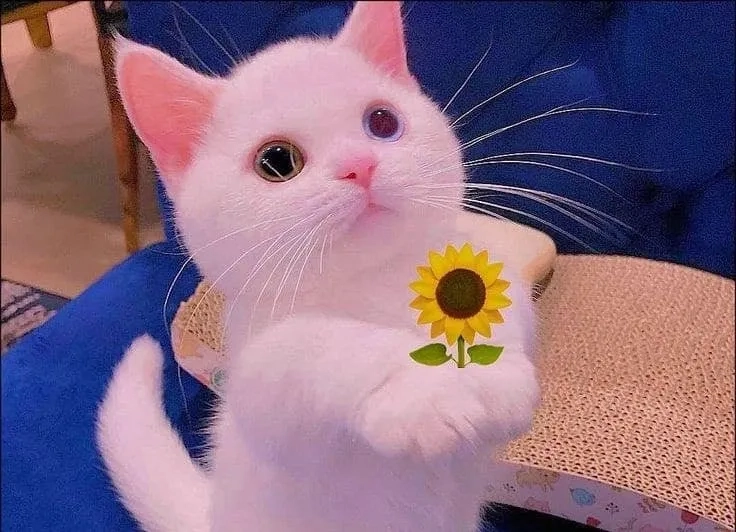 Meme đưa tiền với những tình huống hài hước, dễ dàng thu hút sự chú ý.