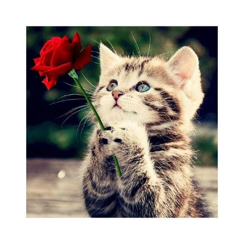 Meme tiền đâu khiến người xem phải bật cười với những tình huống bất ngờ.