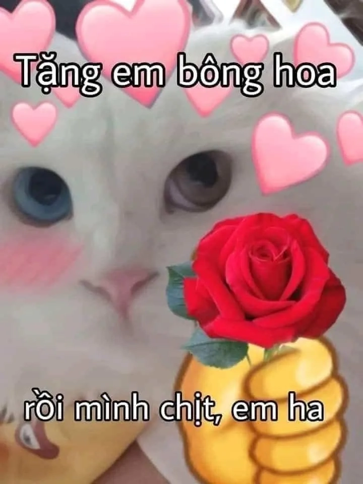 Tặng hoa hồng meme mang đến những cảm xúc lãng mạn đầy tinh tế.