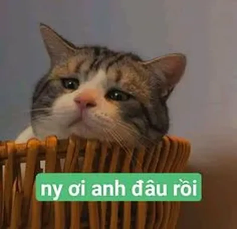 Meme mèo buồn dễ thương khiến bạn không thể không thổn thức trước những biểu cảm ngây thơ.