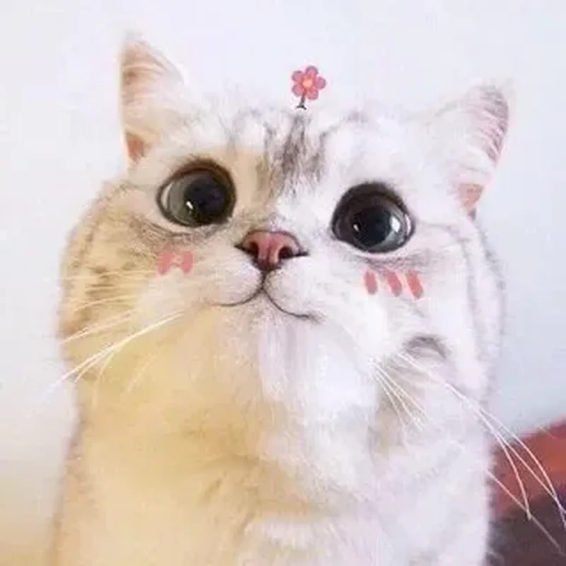 Ảnh mèo meme vô tri với những biểu cảm ngây thơ khiến bạn không thể ngừng cười.