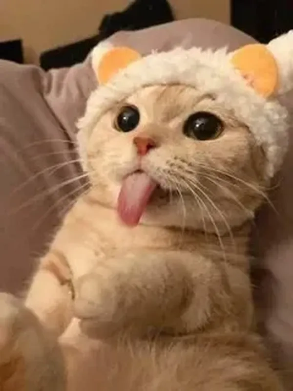 Mèo Noel meme mang không khí Giáng Sinh đầy vui vẻ, chắc chắn sẽ làm bạn cảm thấy ấm áp.