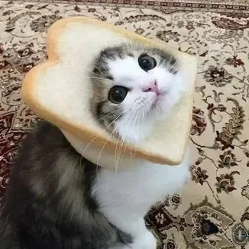 Mèo meme cute với những biểu cảm ngây ngô, dễ thương khiến ai cũng phải yêu ngay từ lần đầu nhìn!
